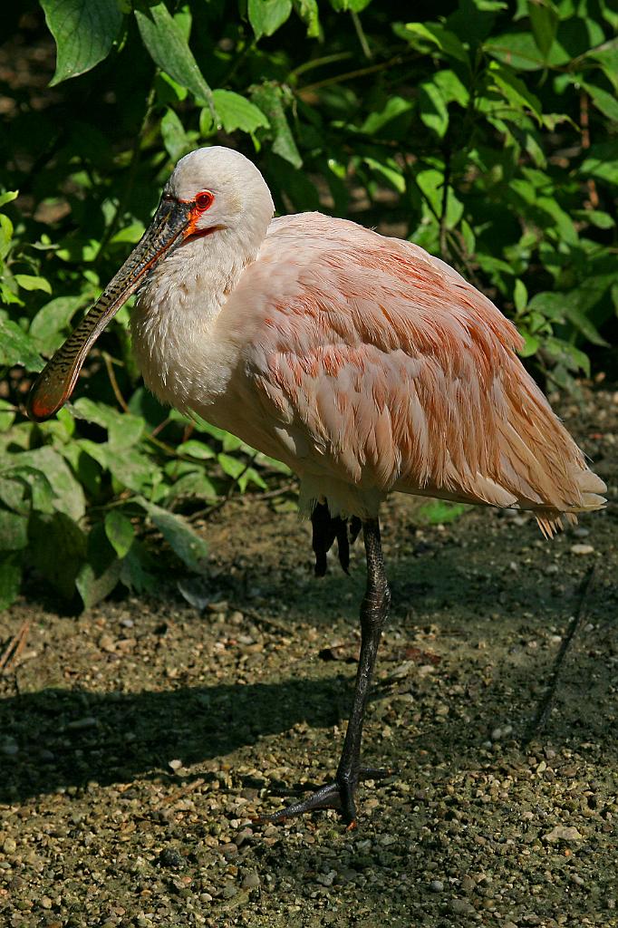 Zoo Schmiding 015.jpg